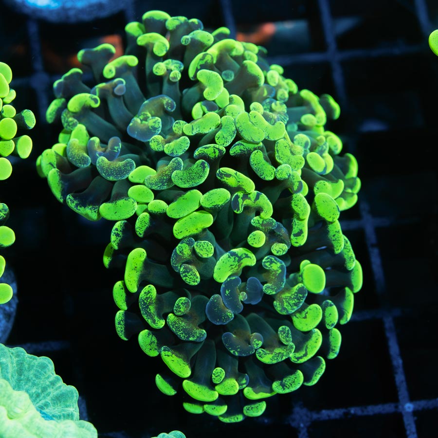 SBM Euphyllia Parancora Grafted (2 Pól.)