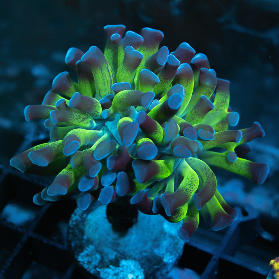 SBM Euphyllia Parancora (1 Pól. en división)