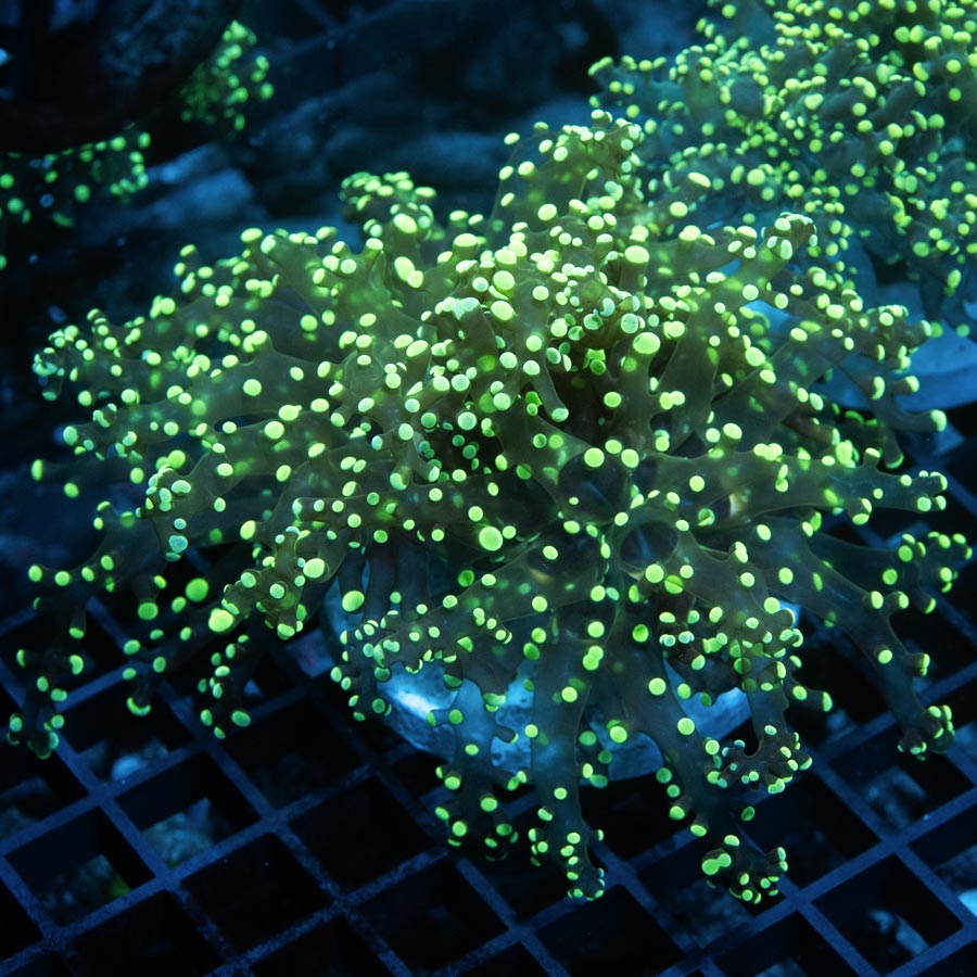 SBM Euphyllia Frogspawn "Sideshow Bob"(2 pol)(muy resistentes en muy poco flujo)
