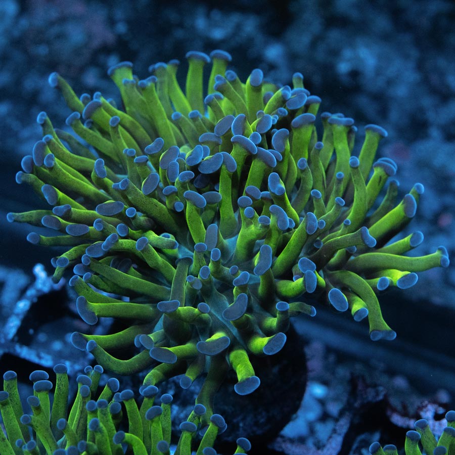 SBM Euphyllia Paradivisa Fluor