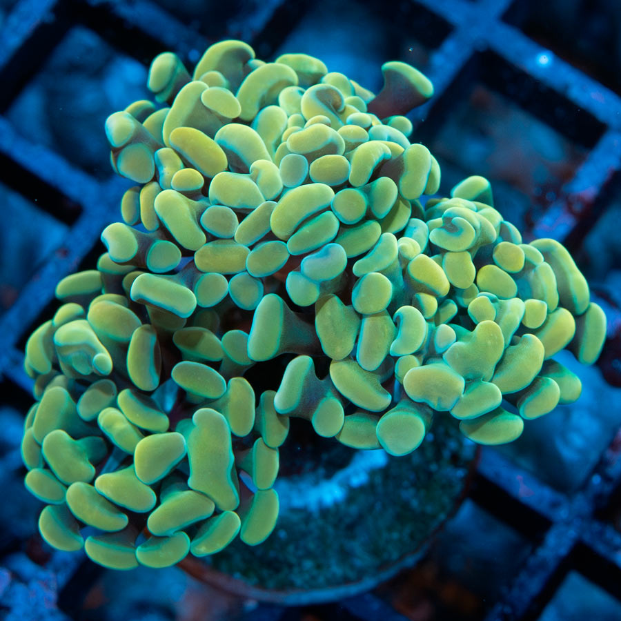 SBM Euphyllia Parancora Golden Nugget(3 Pól.)