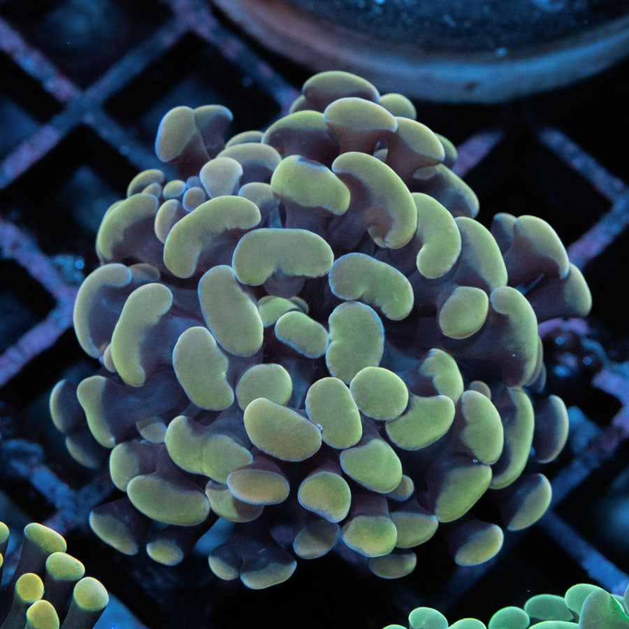 SBM Euphyllia Parancora Strawberry(1 Pól.)