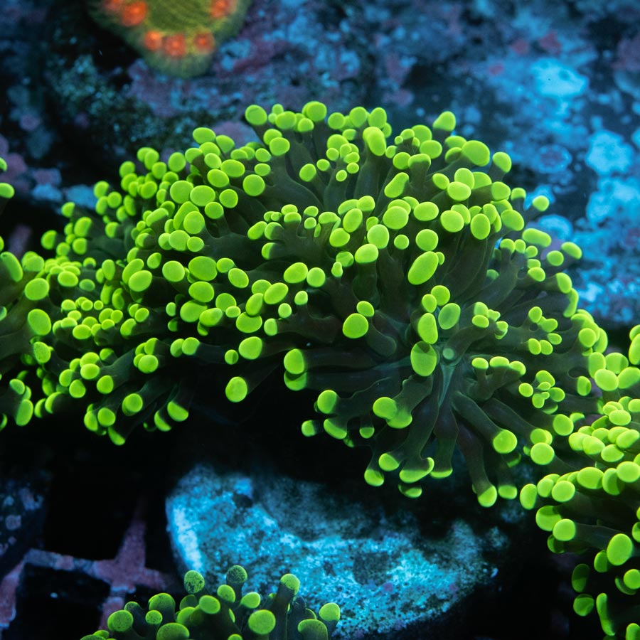 SBM Euphyllia Parancora Toxic Green 7 cm