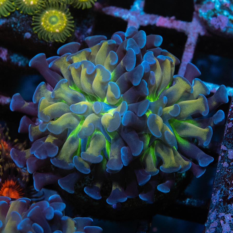 Euphyllia Vodoo (2 Pól.)