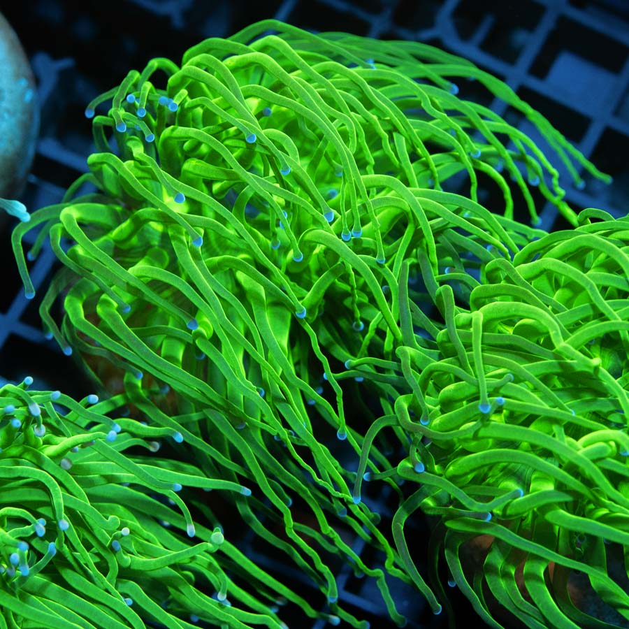 SBM Euphyllia Candy Blue Tips 9 cm (1 Pól.)