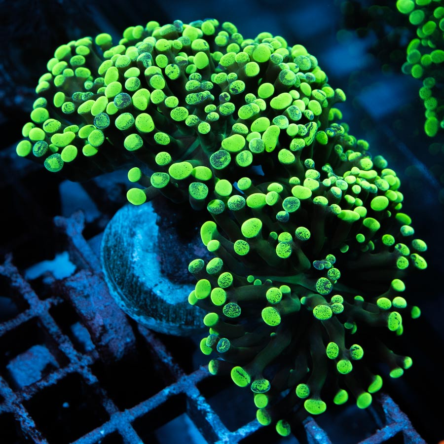SBM Euphyllia Parancora Toxic Green(4 Pól. en división)