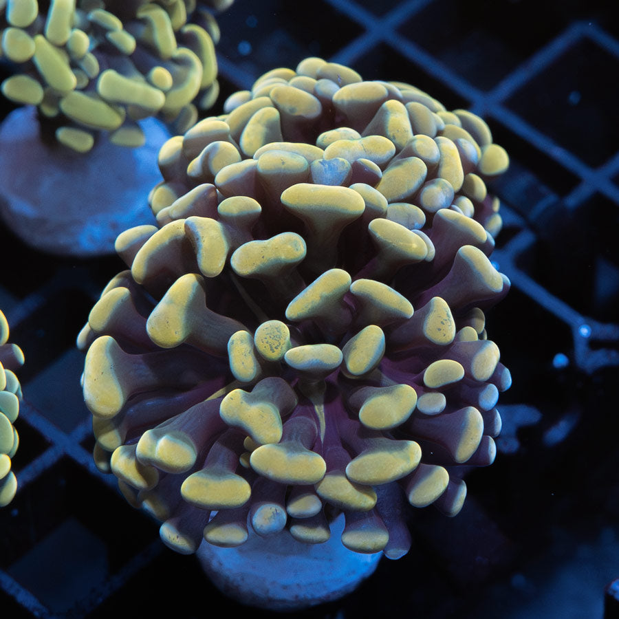 SBM Euphyllia Parancora Nugget (3 Pól. en división)