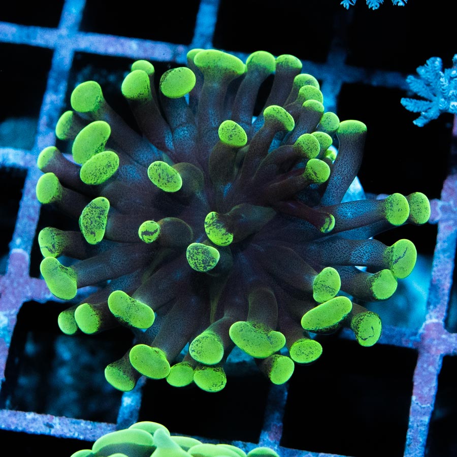 SBM Euphyllia Toxic Green (1 Pól.)