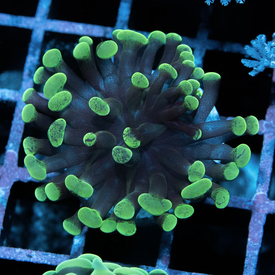 SBM Euphyllia Toxic Green (1 Pól.)