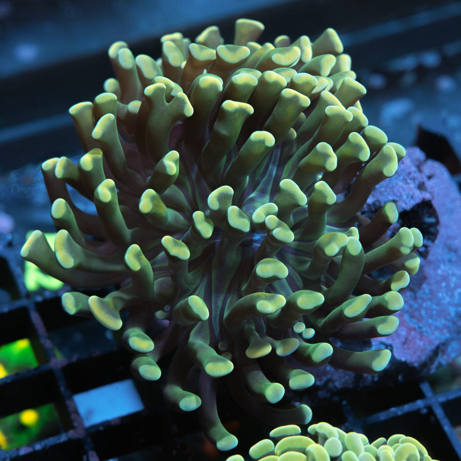 SBM Euphyllia Midas (2 Pól.)