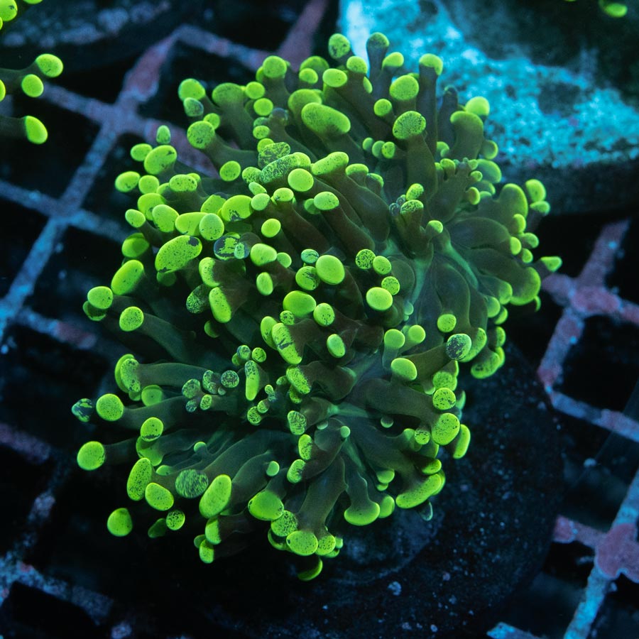 SBM Euphyllia Parancora Toxic Green 5 cm
