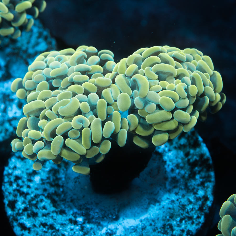 SBM Euphyllia Parancora Golden (3 Pól.)