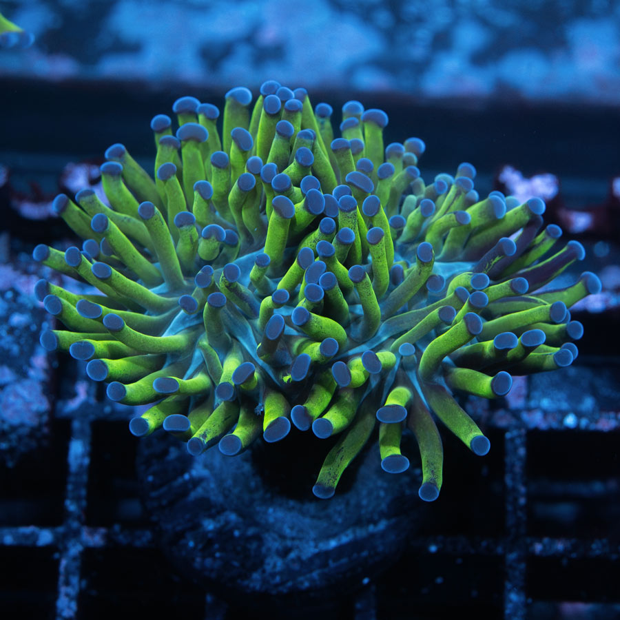 SBM Euphyllia Paradivisa Fluor
