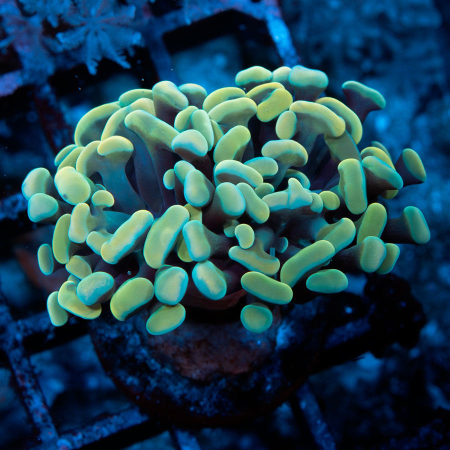 SBM Euphyllia Parancora Strawberry (2 Pól.)