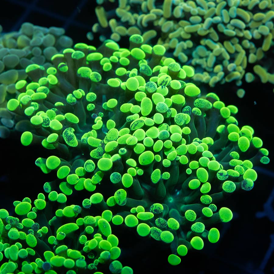 SBM Euphyllia Parancora Toxic Green (2 Pól.)