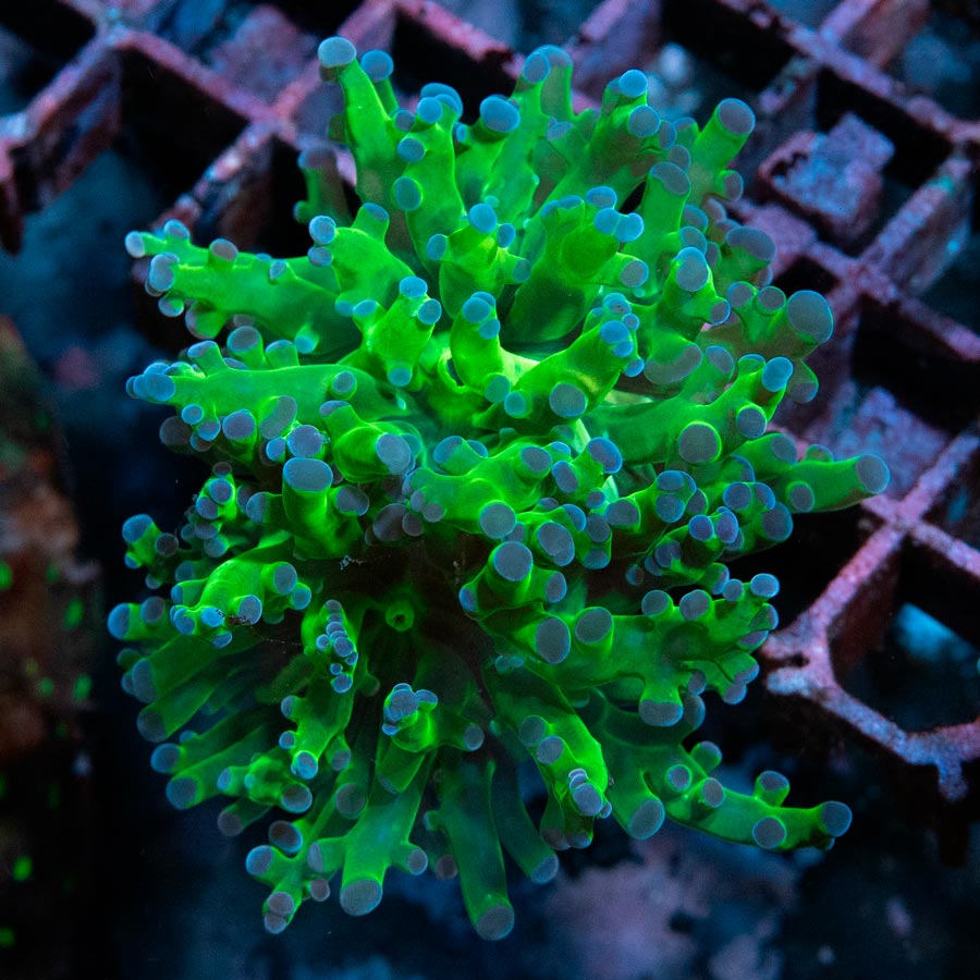 SBM Euphyllia Divisa Blue Tips (1 Pól.)
