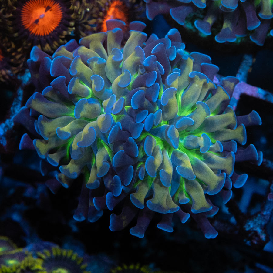 Euphyllia Voddo(2 Pól.)