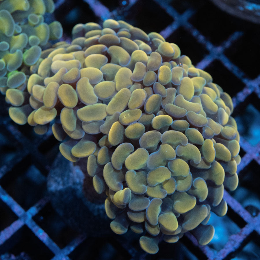 SBM Euphyllia Parancora Golden Nugget(3 Pól.)