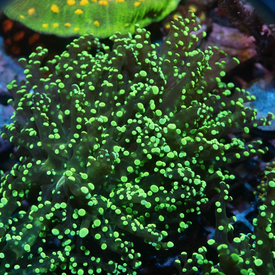 SBM Euphyllia Frogpawn "Sideshow Bob" Ultra. (zonas de poca circulación)(2 Pól)