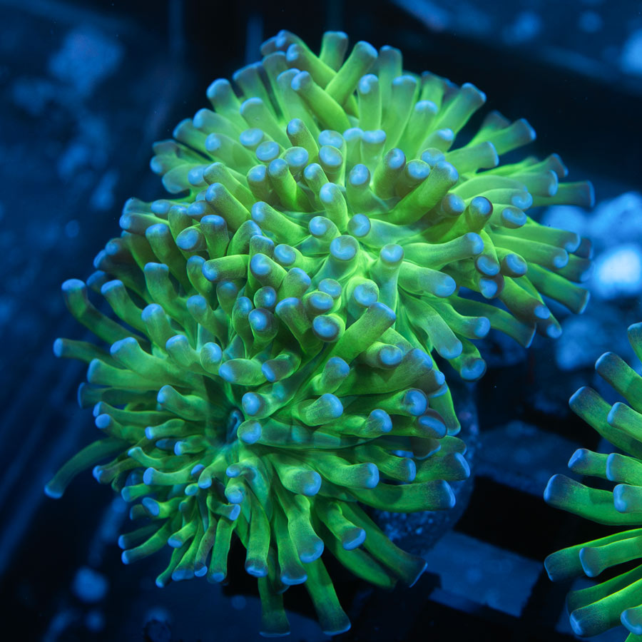 SBM Euphyllia Parancora (3 Pól. en división)