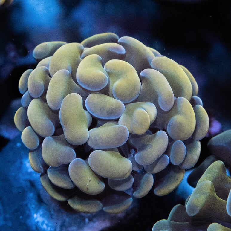 SBM Euphyllia Parancora Rare