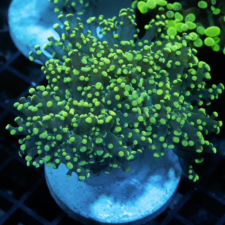 SBM EuphylliaFrogspawn "Sideshow Bob"(muy resistentes en muy poco flujo) (3 Pól.)