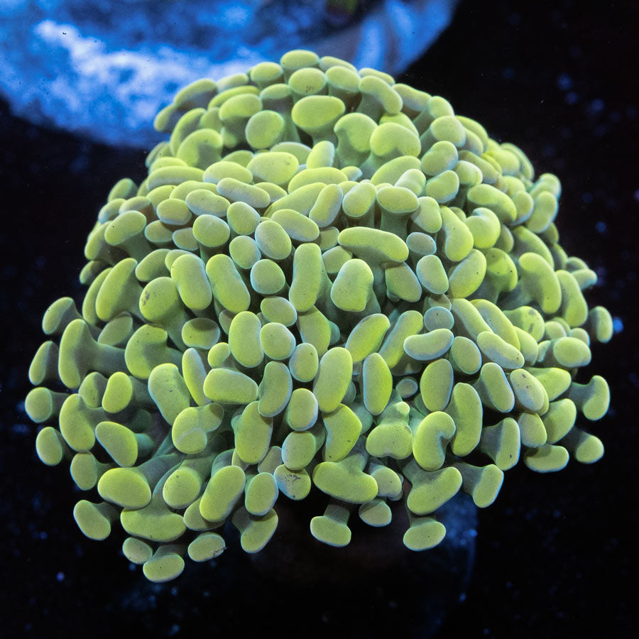 SBM Euphyllia Nugget Parancora (4 Pól en división)