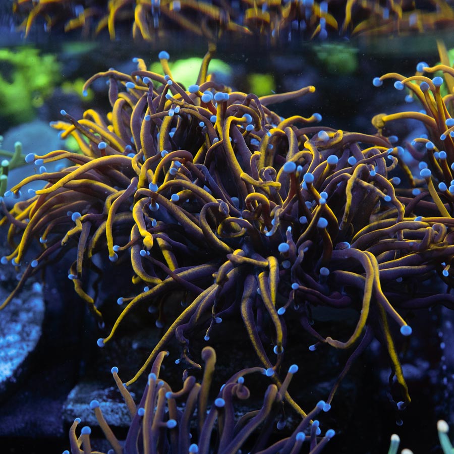 SBM Euphyllia Golden Torch (5 Pól.)
