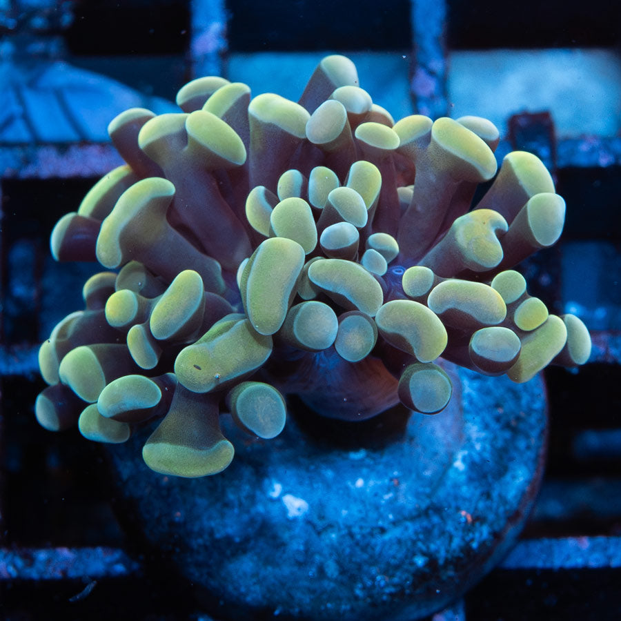 SBM Euphyllia Parancora Strawberry (2 Pól.)