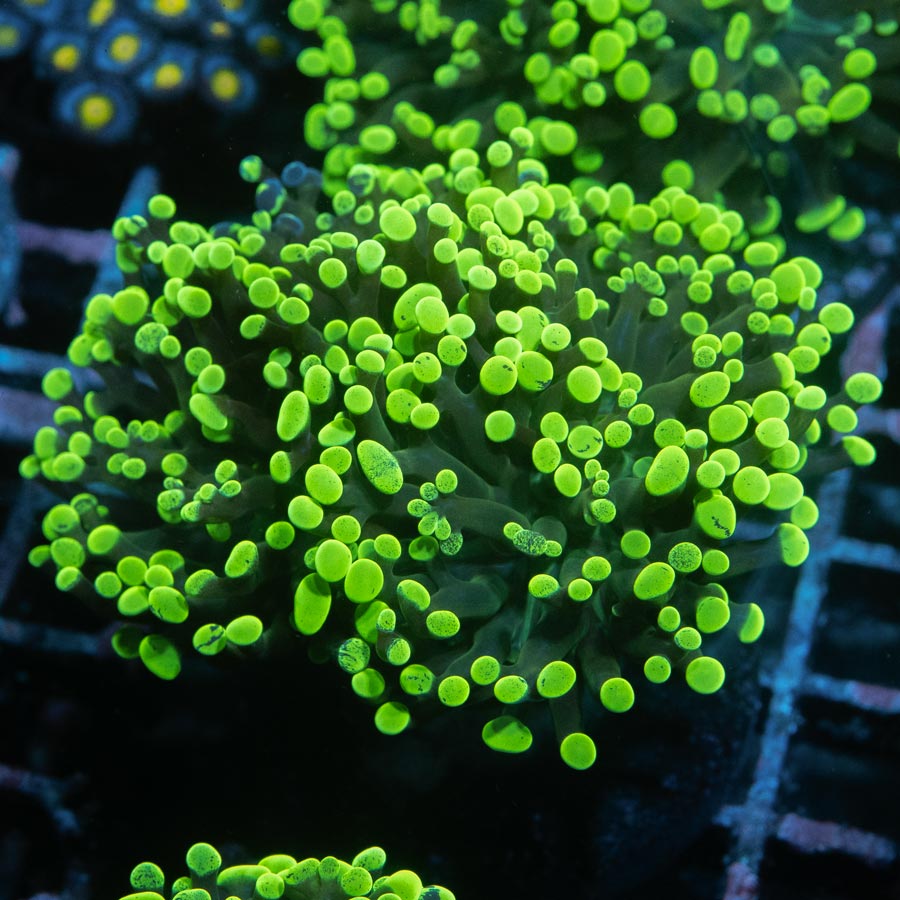 SBM Euphyllia Parancora Toxic Green 7 cm