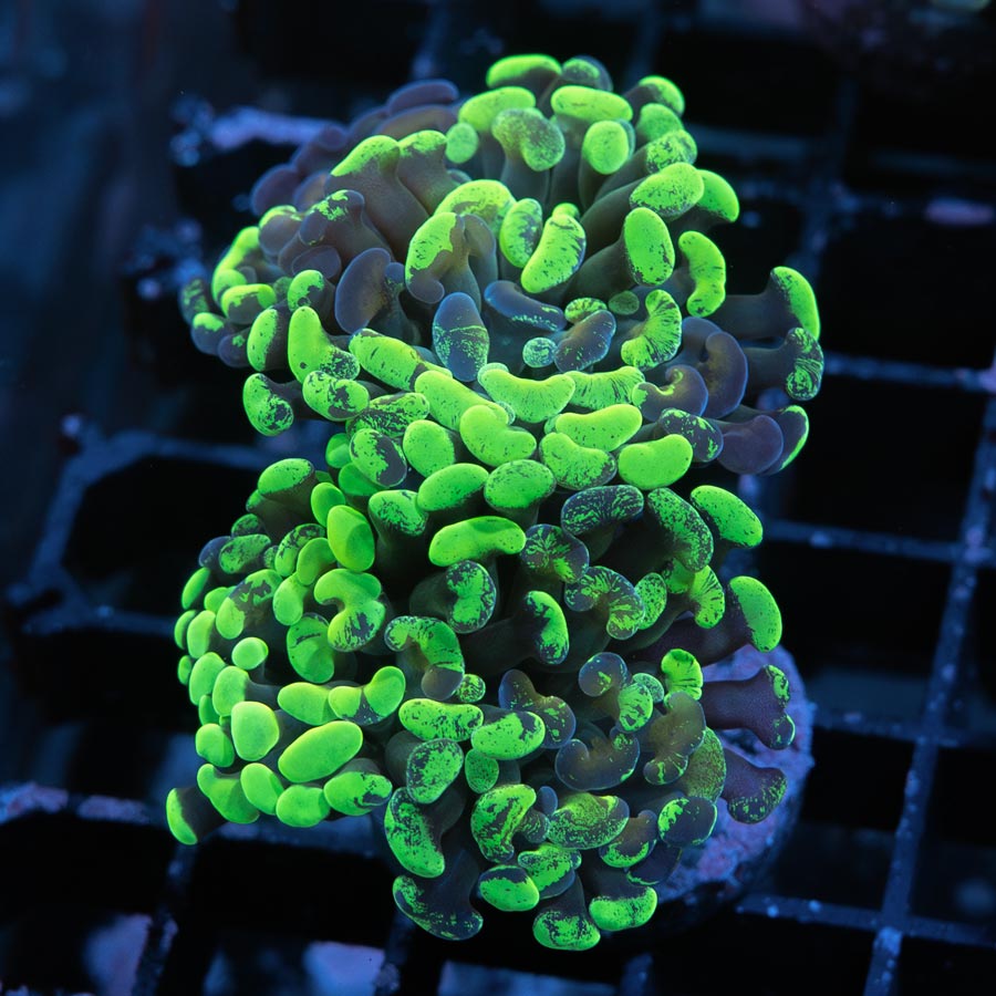 SBM Euphyllia Parancora Graffted(2 Pól.)
