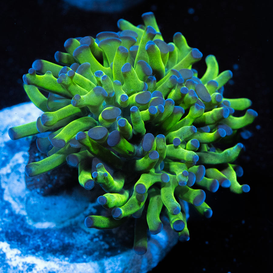 SBM Euphyllia Parancora Bicolor (2 Pól. en división)