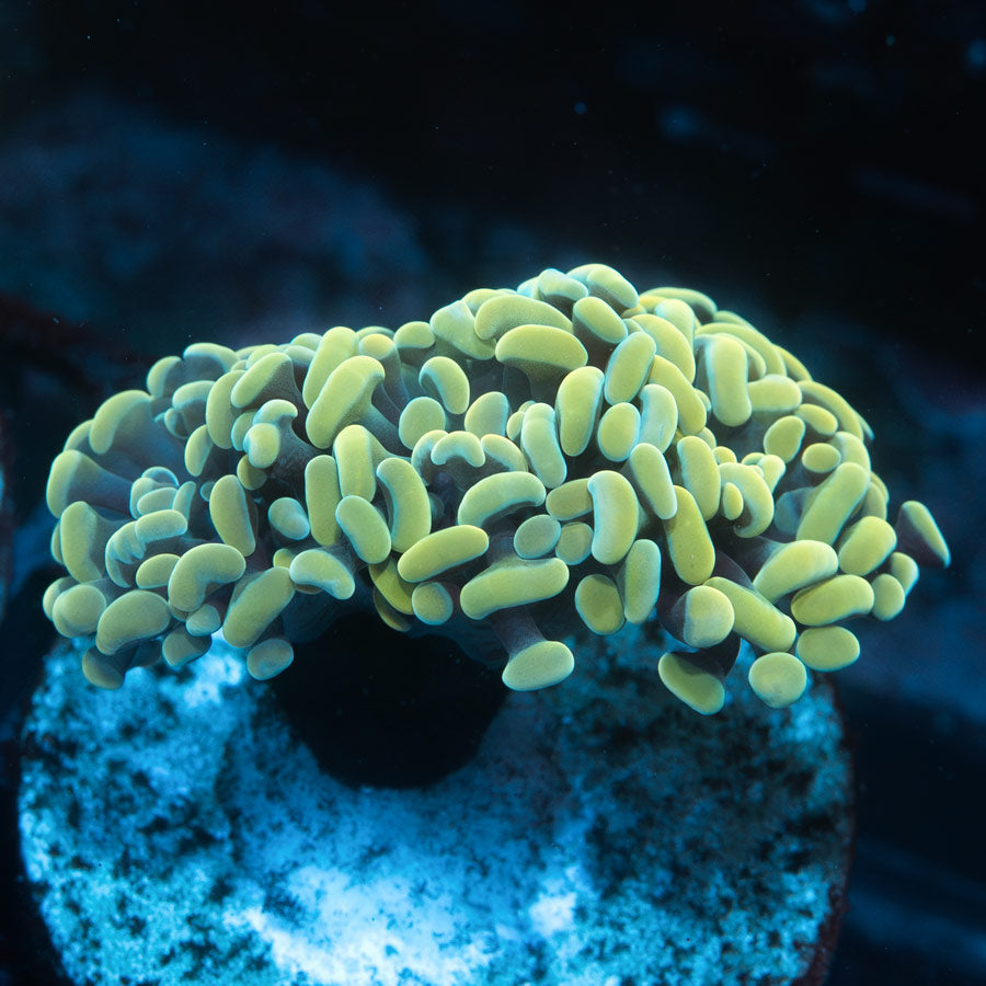 SBM Euphyllia Parancora Golden(3 Pól.)