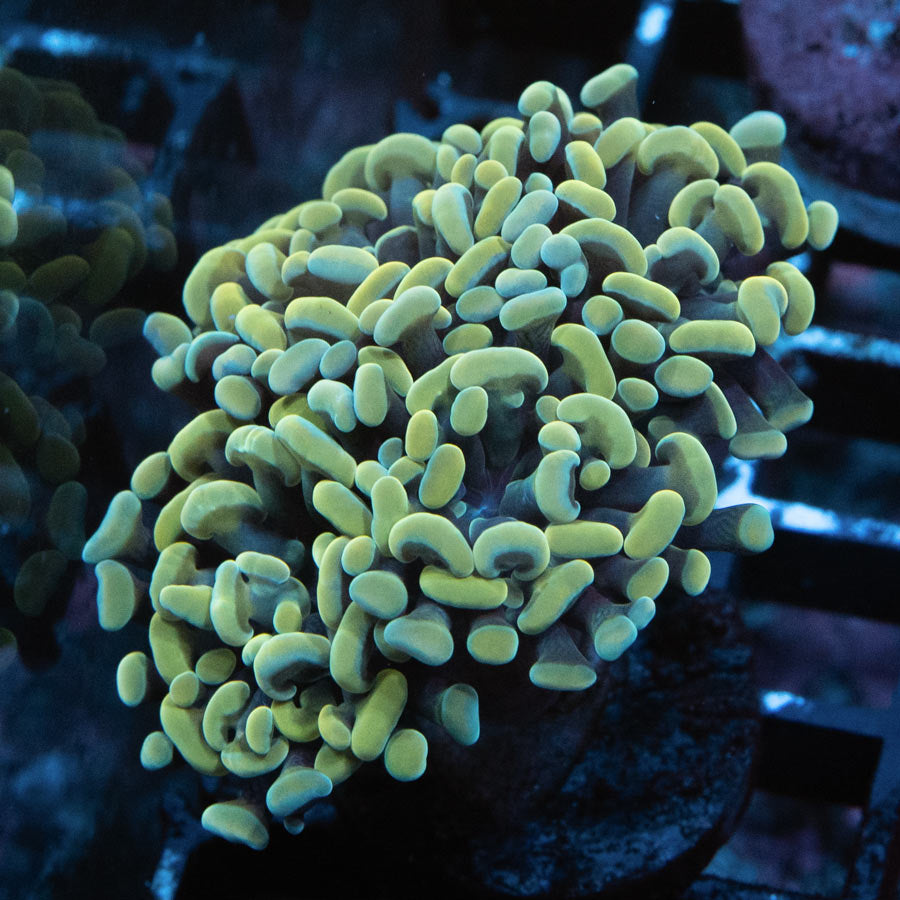 SBM Euphyllia  Parancora Golden Strawberry(3 Pól.)