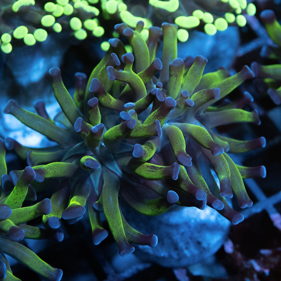 SBM Euphyllia Paradivisa Fluor (2 Pól.)