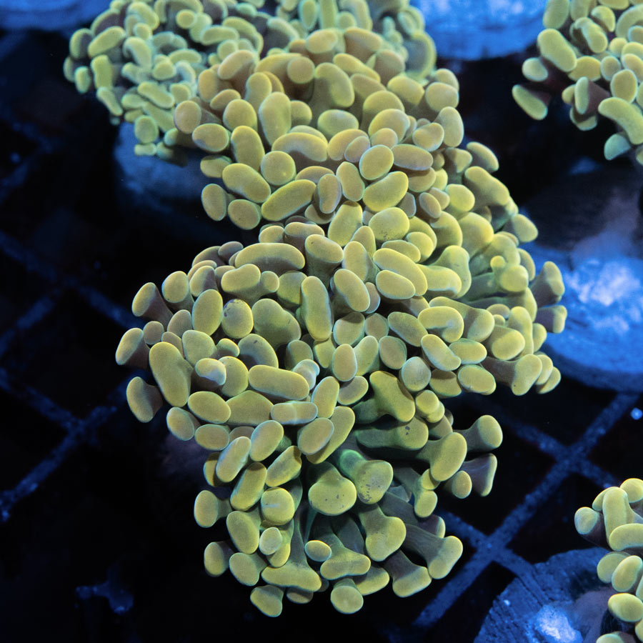 SBM Euphyllia  Golden Nugget(4 Pó.)