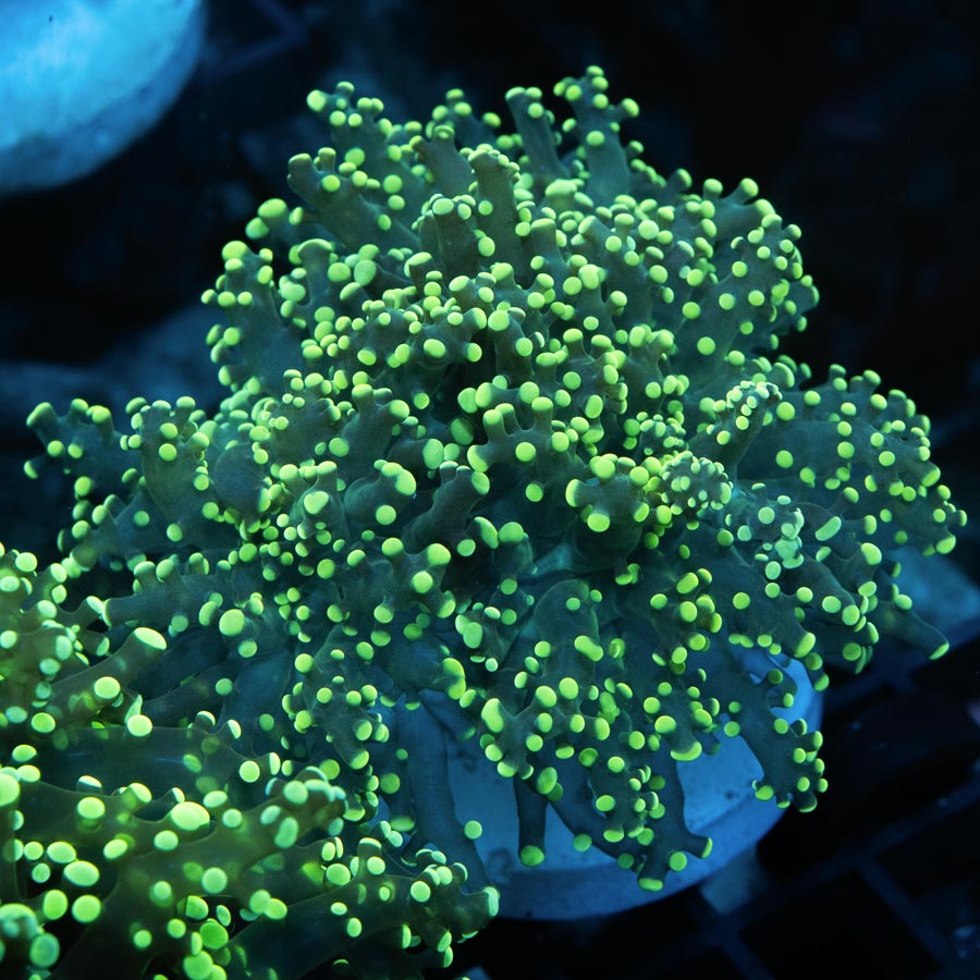 SBM Euphyllia Frogspawn "Sideshow Bob"(3 Pól.) (muy resistentes en muy poco flujo)