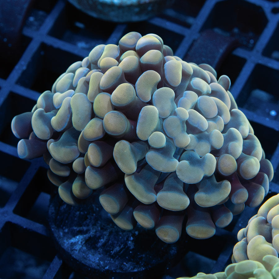 SBM Euphyllia Parancora Golden(2 Pól.)