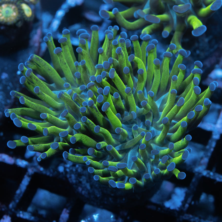 SBM Euphyllia Paradivisa Fluor