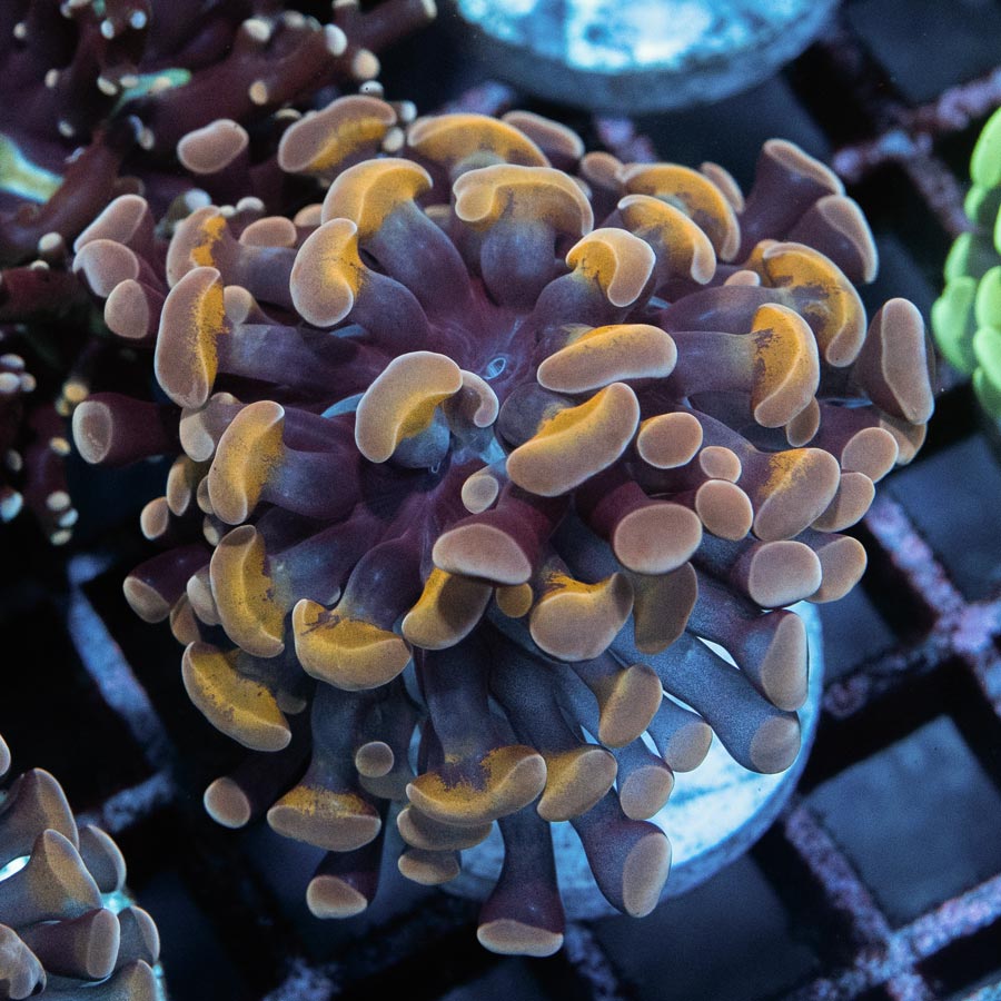 SBM Euphyllia Parancora Strawberry (1 Pól.)