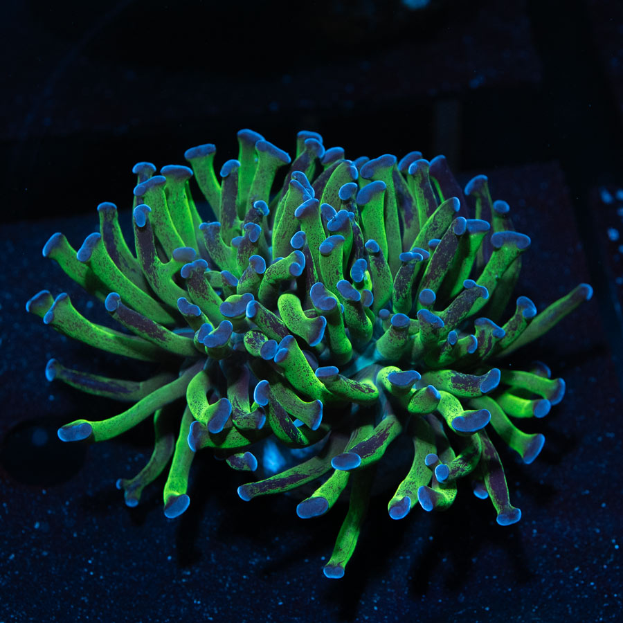 SBM Euphyllia Pardivisa (2 Pól.)