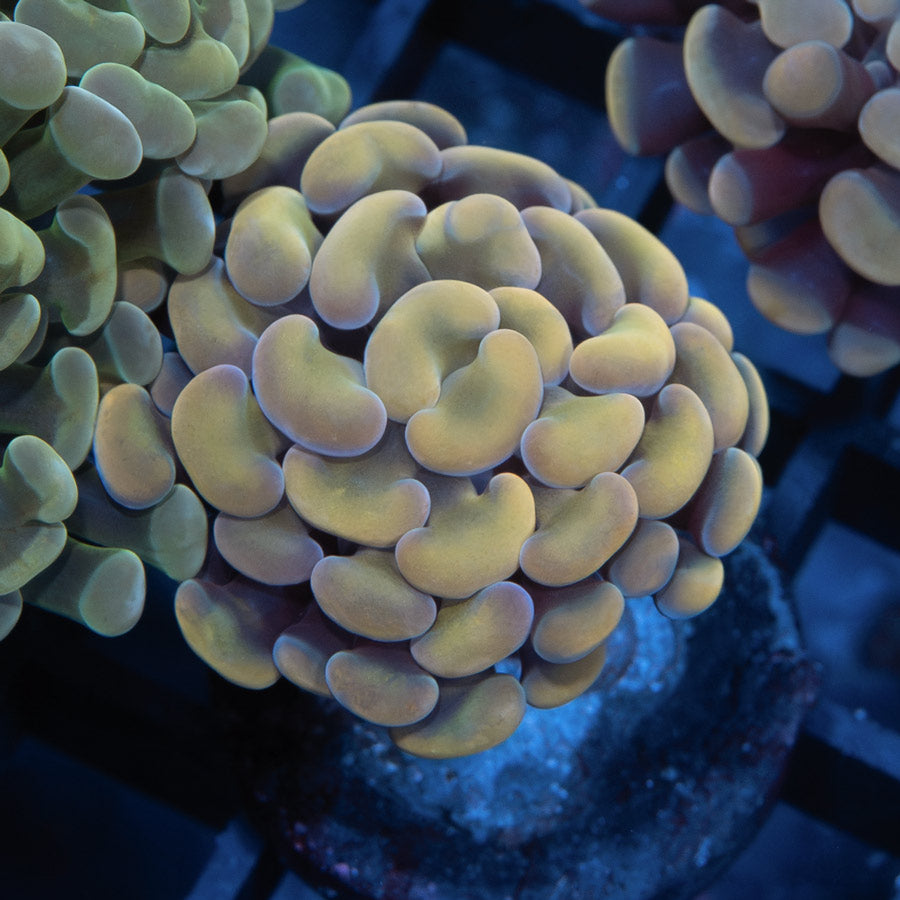 SBM Euphyllia Golden Nugget (1 Pól.)