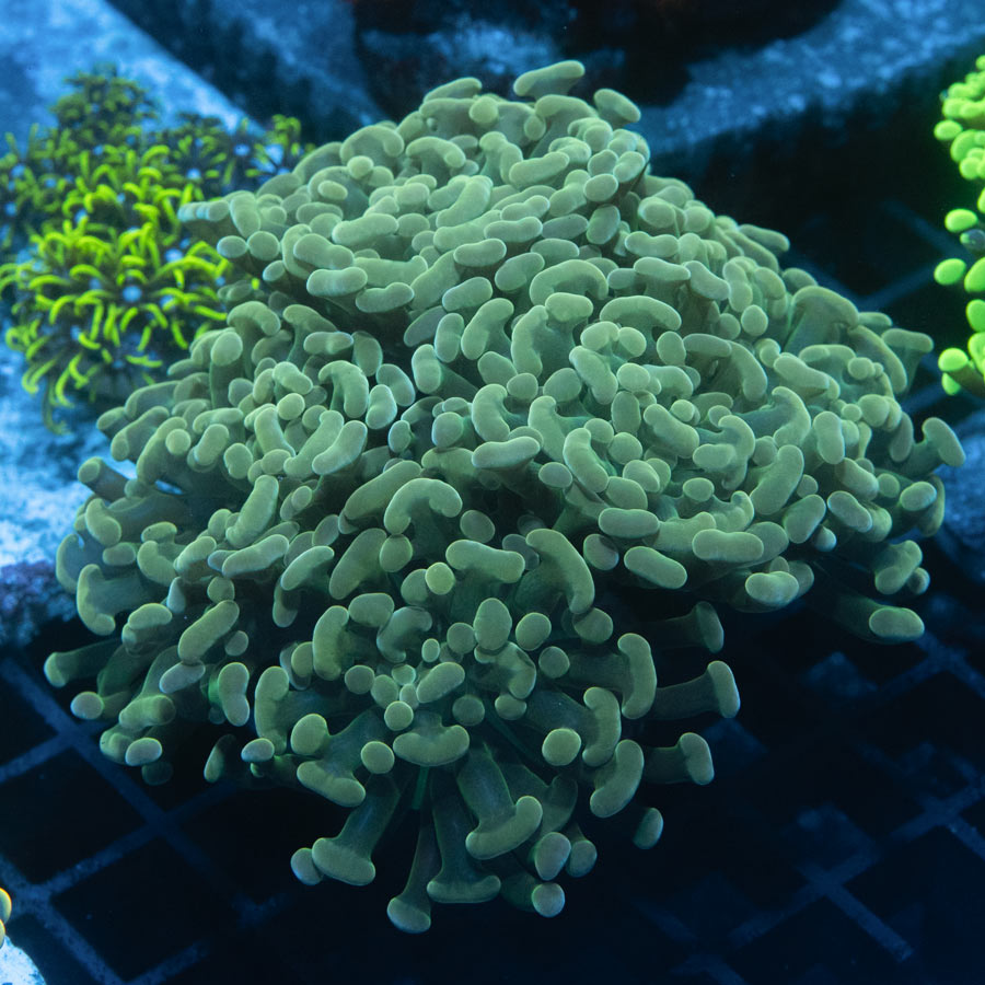 SBM Euphyllia Parancora Nugget (5 Pól.)