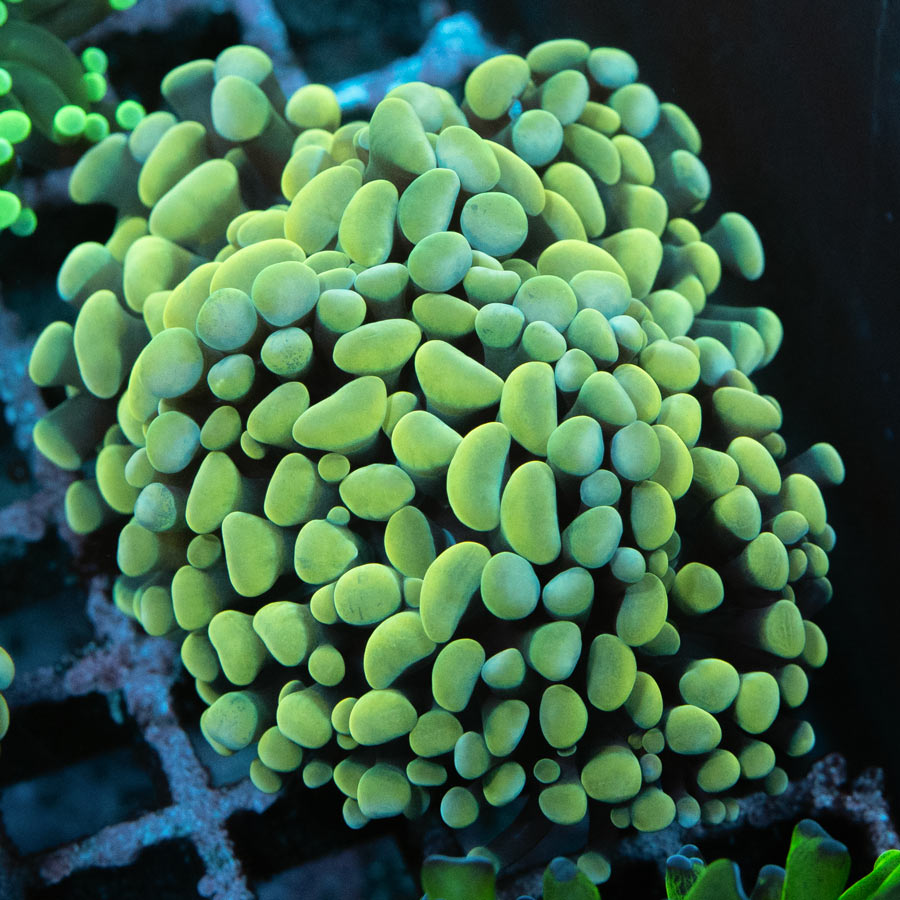 SBM Euphyllia Super Golden (2 Pól.)