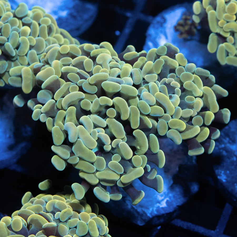 SBM Euphyllia Golden Nugget(2 Pól.)