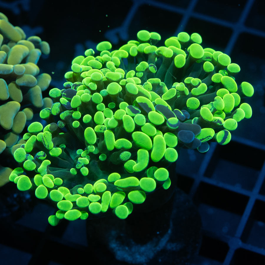 SBM Euphyllia Parancora Toxic Green (2 Pól.)