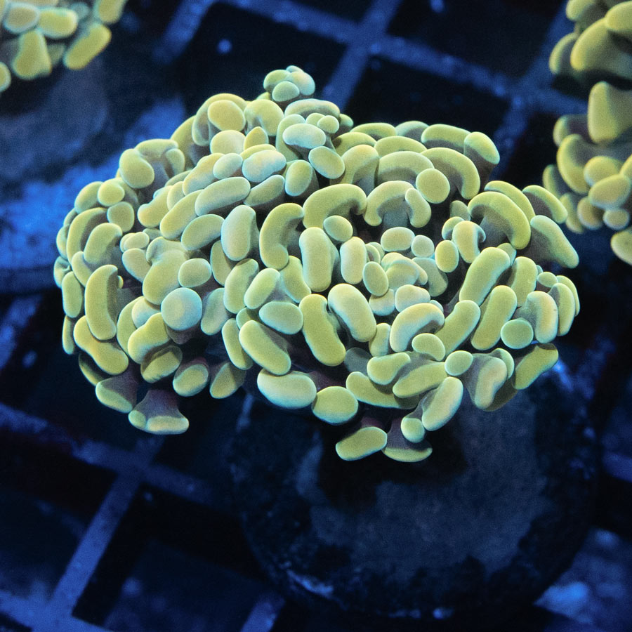 SBM Euphyllia Golden Nugget (2 Pól.)