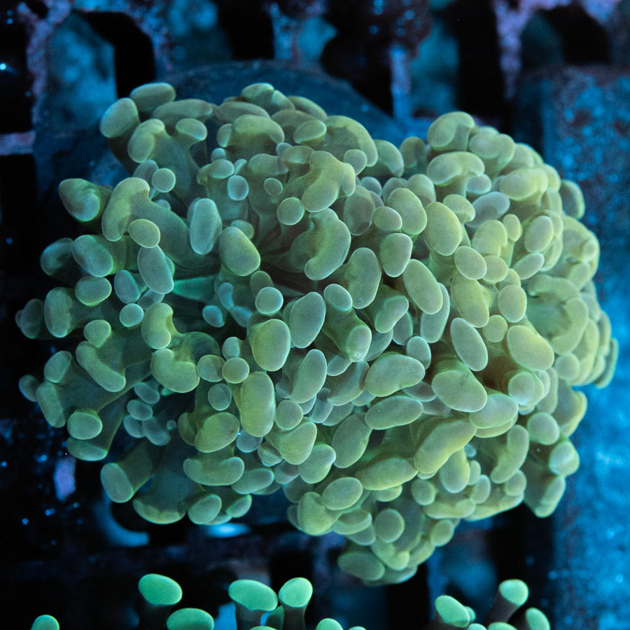 SBM Euphyllia Parancora Golden(2 Pól.)