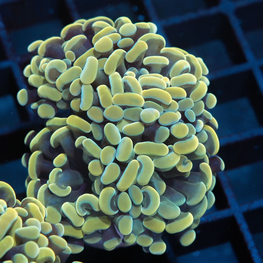 SBM Euphyllia Parancora Nugget (4 Pól. en división)
