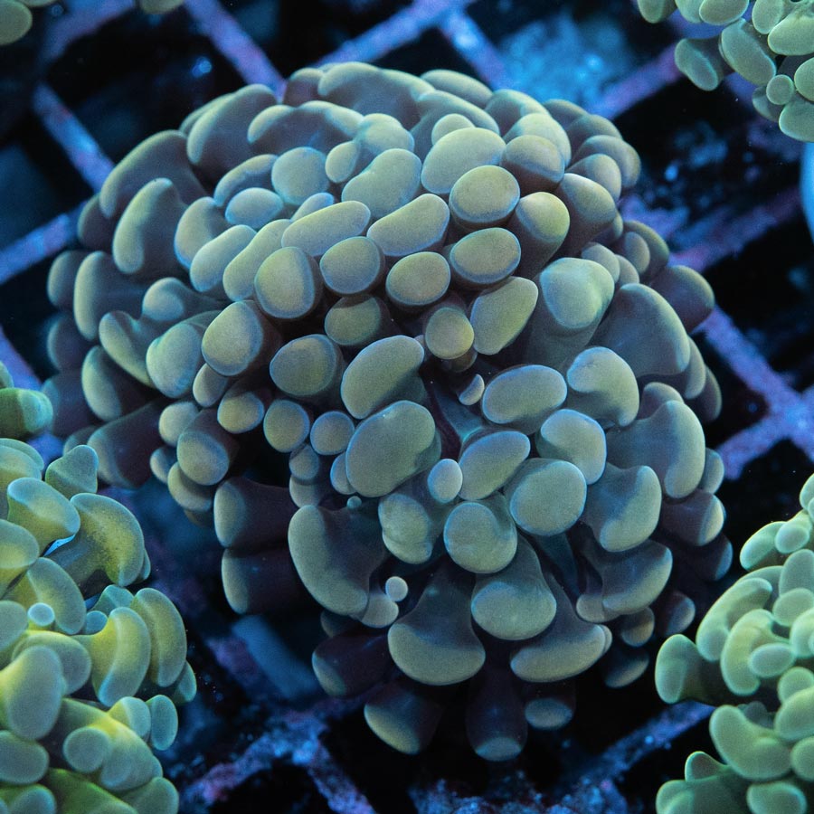 SBM Euphyllia Parancora Golden 6 cm